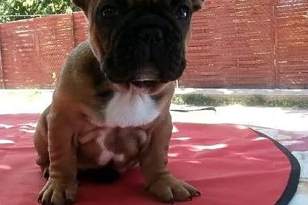 Buldog francuski,  łódzkie Łódź