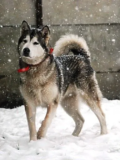 Basia 5 letnia wesoła, kontaktowa alaskan malamute