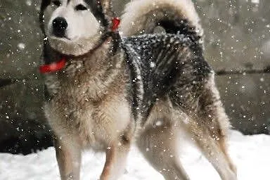 Basia 5 letnia wesoła, kontaktowa alaskan malamute