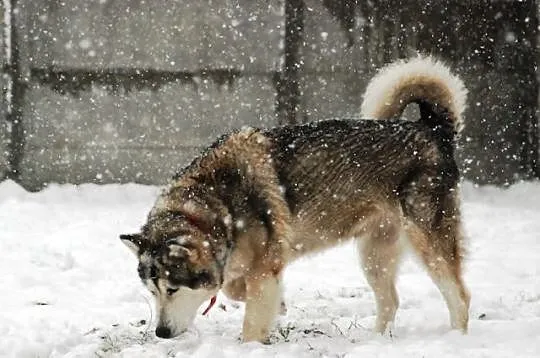 Basia 5 letnia wesoła, kontaktowa alaskan malamute