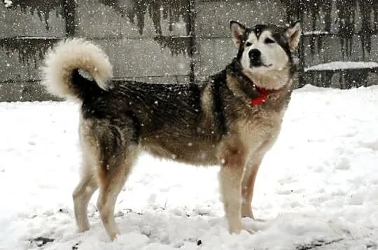 Basia 5 letnia wesoła, kontaktowa alaskan malamute