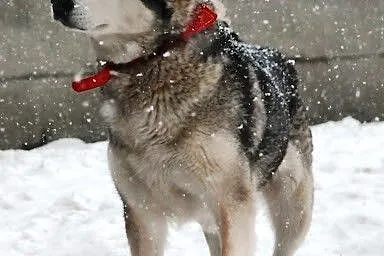 Basia 5 letnia wesoła, kontaktowa alaskan malamute