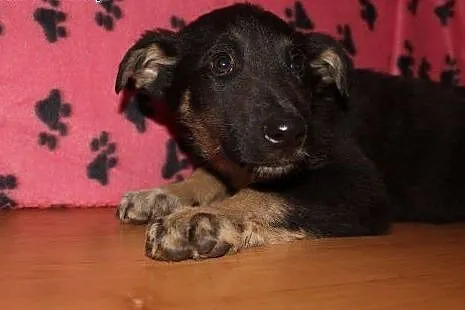 Dziewczyny do adopcji,  dolnośląskie Wrocław