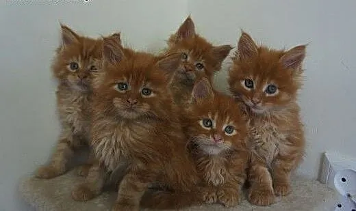WYSTAWOWE MAINE COON, mazowieckie Warszawa