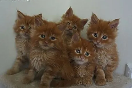 WYSTAWOWE MAINE COON,  mazowieckie Warszawa