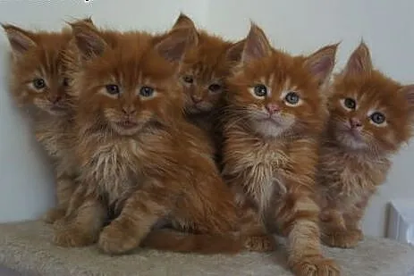 WYSTAWOWE MAINE COON,  mazowieckie Warszawa