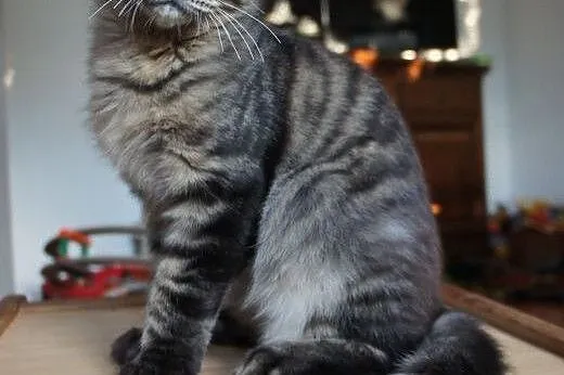 WYSTAWOWE MAINE COON,  mazowieckie Warszawa