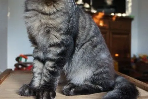 WYSTAWOWE MAINE COON,  mazowieckie Warszawa