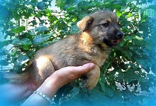 Trzy malutki pieski(samce)7-8 tyg,adopcja!!, świę