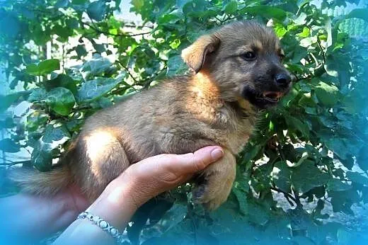Trzy malutki pieski(samce)7-8 tyg,adopcja!!,  świę