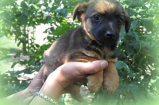 Trzy malutki pieski(samce)7-8 tyg,adopcja!!,  świę