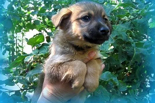 Trzy malutki pieski(samce)7-8 tyg,adopcja!!,  świę