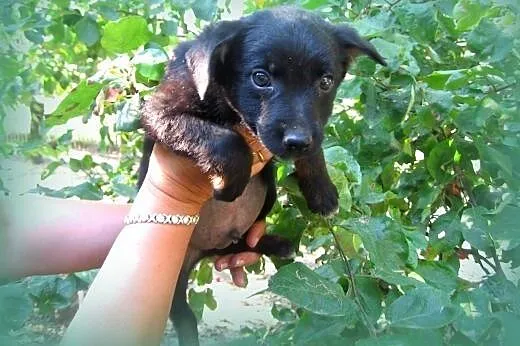 Trzy malutki pieski(samce)7-8 tyg,adopcja!!,  świę