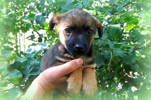 Trzy malutki pieski(samce)7-8 tyg,adopcja!!,  świę