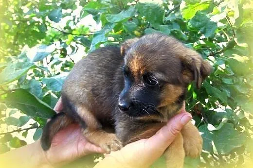 Trzy malutki pieski(samce)7-8 tyg,adopcja!!,  świę