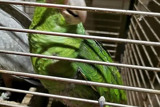 Amazonka Amazonki Oratrix Ręcznie Wykarmiona Pupil do domu, Mazowieckie, Warszawa