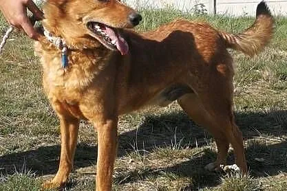 ROLO - przesympatyczny psiak z rozmerdanym ogonem szuka domu,  łódzkie Łódź, Łódzkie, Łódź