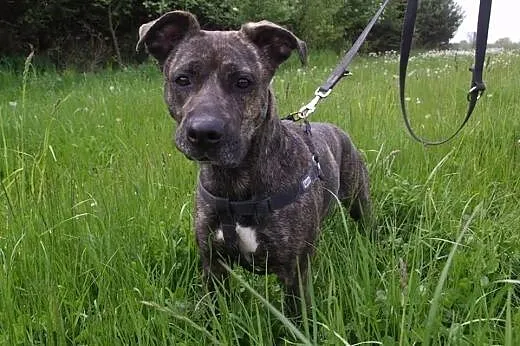 żywiołowa KLARA w typie TTB do adopcji POZNAŃ,  wielkopolskie Poznań