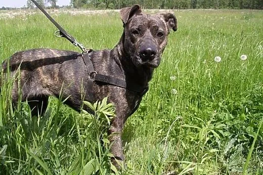 żywiołowa KLARA w typie TTB do adopcji POZNAŃ,  wi