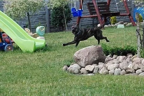 żywiołowa KLARA w typie TTB do adopcji POZNAŃ,  wi