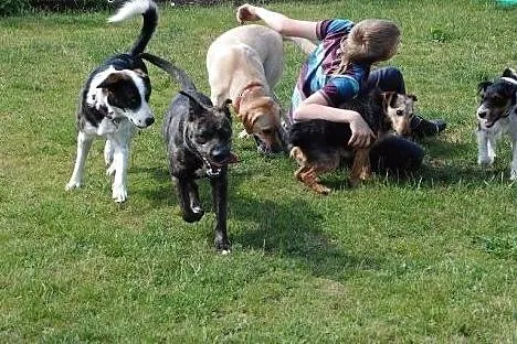 żywiołowa KLARA w typie TTB do adopcji POZNAŃ,  wi