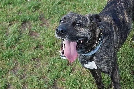 żywiołowa KLARA w typie TTB do adopcji POZNAŃ,  wi