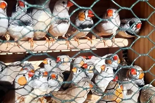 Aleksandretty gołąbki faliste, Wielkopolskie, Złotów