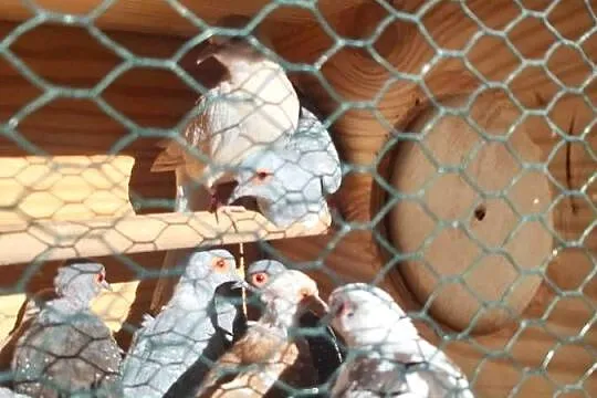 Aleksandretty gołąbki faliste, Wielkopolskie, Złotów