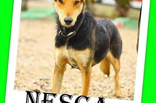 Dzieciolubna,psiolubna,rodzinna,łagodna,srednia suczka Nesca.ADOPCJA,  małopolskie Kraków
