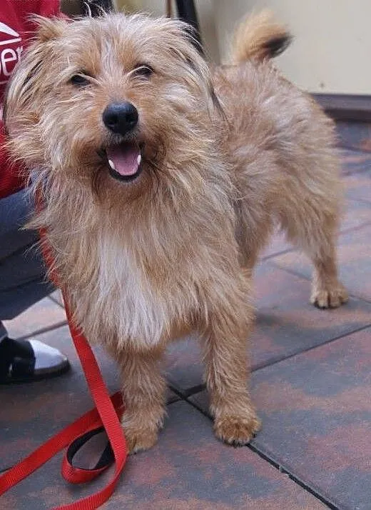 SOLAR - piękny, młody, milusi DO ADOPCJI, mazowie