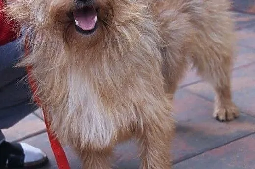 SOLAR - piękny, młody, milusi DO ADOPCJI,  mazowie