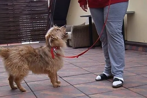 SOLAR - piękny, młody, milusi DO ADOPCJI,  mazowie