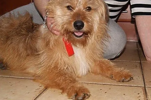 SOLAR - piękny, młody, milusi DO ADOPCJI,  mazowie
