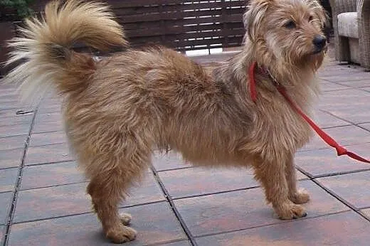 SOLAR - piękny, młody, milusi DO ADOPCJI,  mazowie