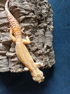 Gekon lamparci Id : [Z0Z] Więcej informacji w opisie, , Mława