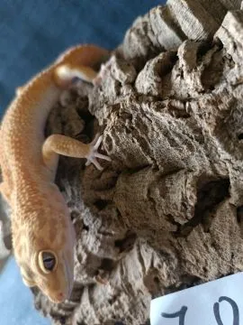 Gekon lamparci Id : [Z0Z] Więcej informacji w opisie, , Mława