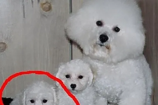 Urocze Bichonki Bichon frise Słodkie maluchy;)