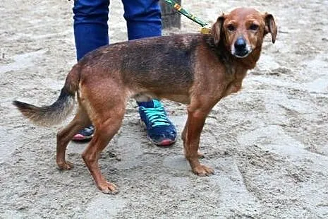 Lucky żwawy przystojniak szuka domu,  dolnośląskie