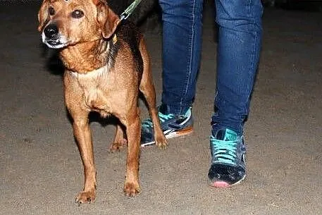 Lucky żwawy przystojniak szuka domu,  dolnośląskie