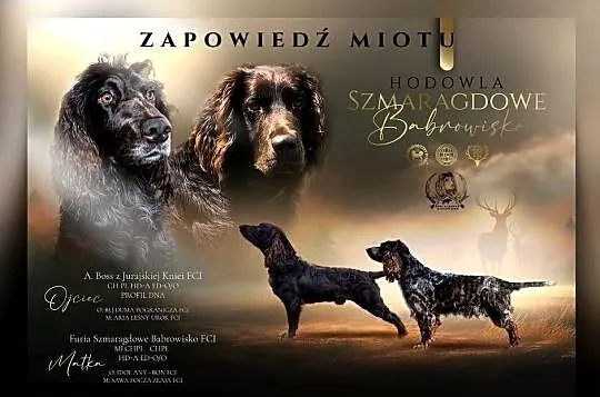 Płochacz niemiecki WACHTELHUND - zapowiedź miotu