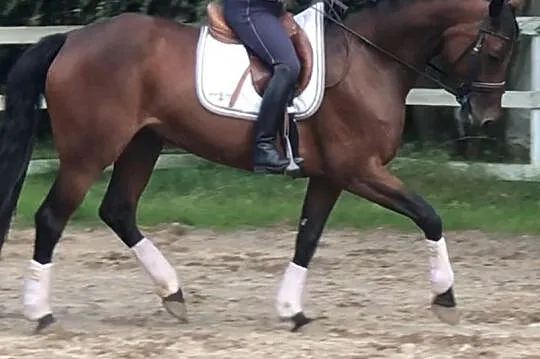 Klacz Sukcesja, , 