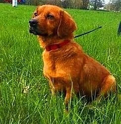 DAISY - śliczna, 9 kg sunia w typie jamnika szuka