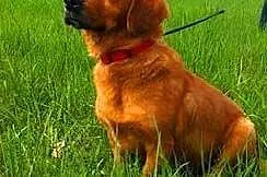 DAISY - śliczna, 9 kg sunia w typie jamnika szuka 