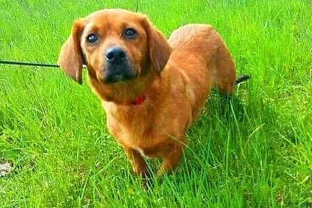 DAISY - śliczna, 9 kg sunia w typie jamnika szuka 