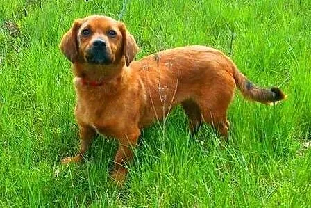 DAISY - śliczna, 9 kg sunia w typie jamnika szuka 
