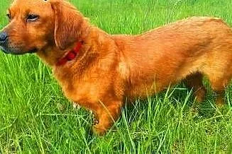 DAISY - śliczna, 9 kg sunia w typie jamnika szuka 