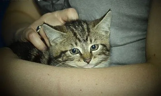Zira przepiękna kicia do adopcji, śląskie Gliwice