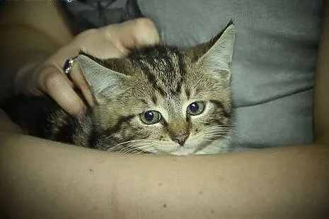 Zira przepiękna kicia do adopcji,  śląskie Gliwice