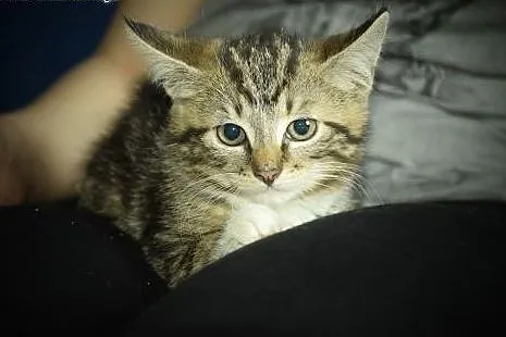 Zira przepiękna kicia do adopcji,  śląskie Gliwice