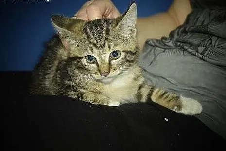 Zira przepiękna kicia do adopcji,  śląskie Gliwice